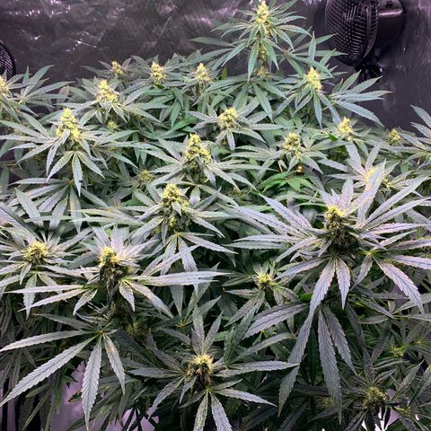 White Window growlog timeline photo