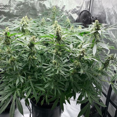 White Window growlog timeline photo