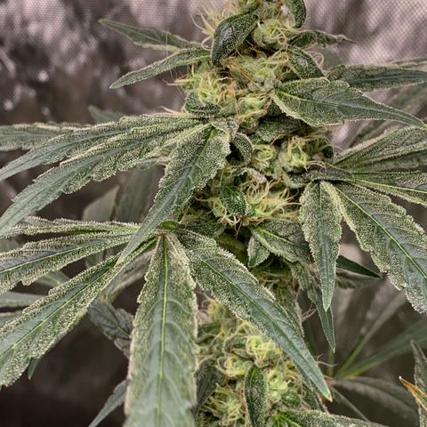 White Window growlog timeline photo