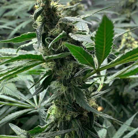 White Window growlog timeline photo