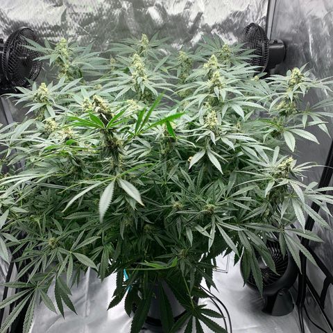 White Window growlog timeline photo