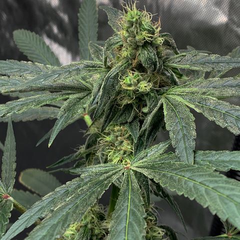 White Window growlog timeline photo