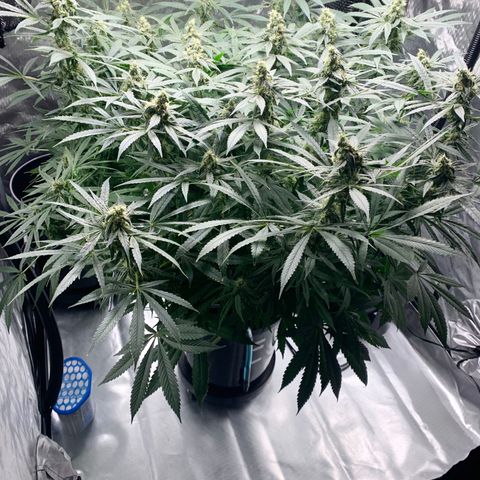White Window growlog timeline photo
