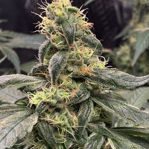 White Window growlog timeline photo