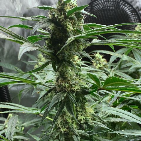 White Window growlog timeline photo