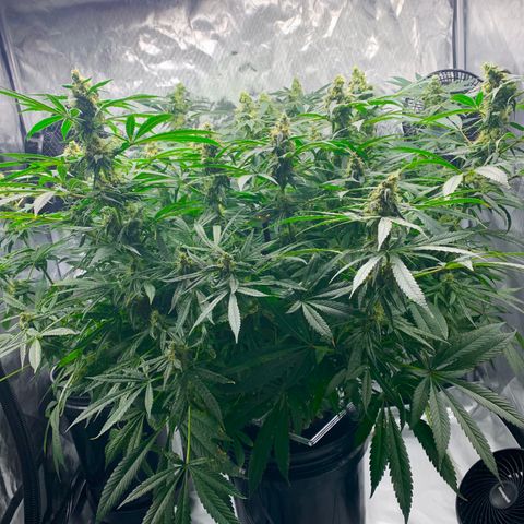 White Window growlog timeline photo