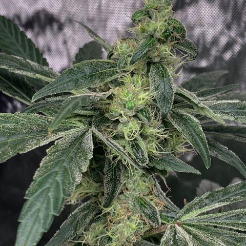 White Window growlog timeline photo