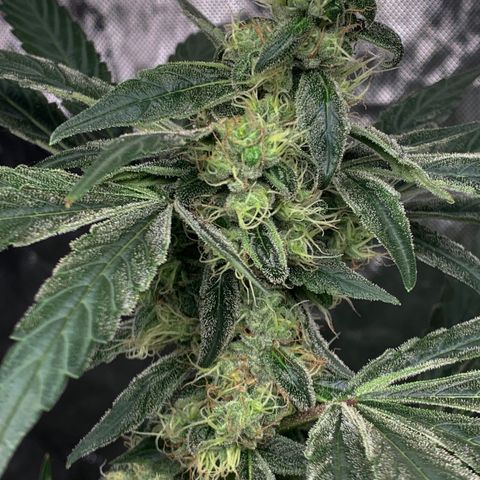 White Window growlog timeline photo