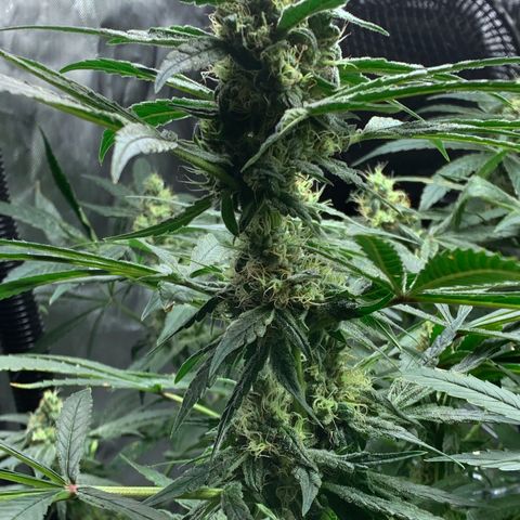 White Window growlog timeline photo