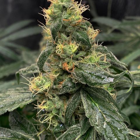 White Window growlog timeline photo