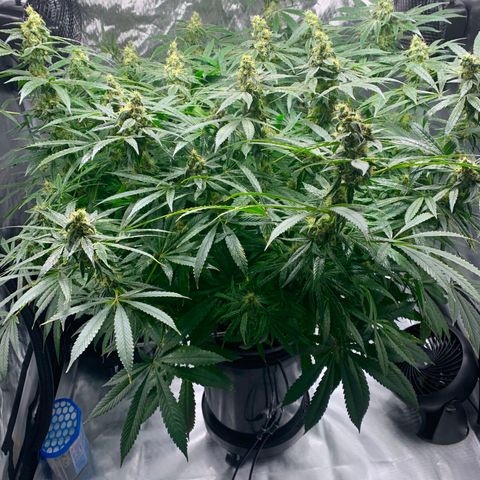 White Window growlog timeline photo
