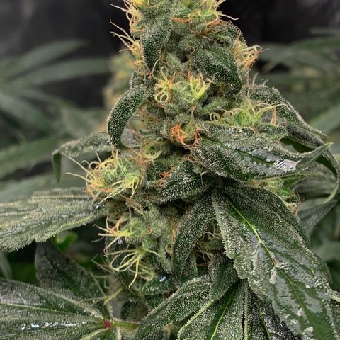 White Window growlog timeline photo