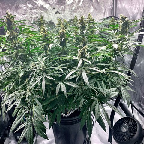 White Window growlog timeline photo