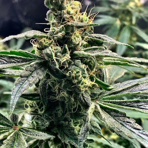White Window growlog timeline photo