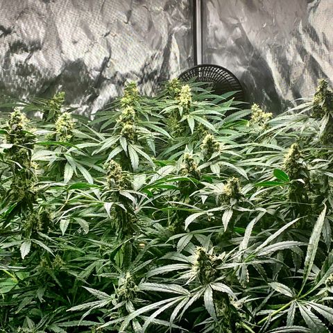 White Window growlog timeline photo