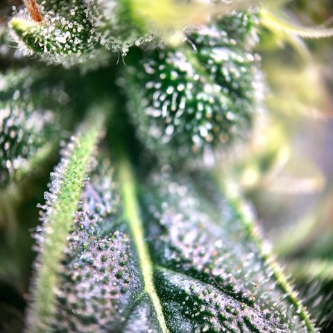 White Window growlog timeline photo