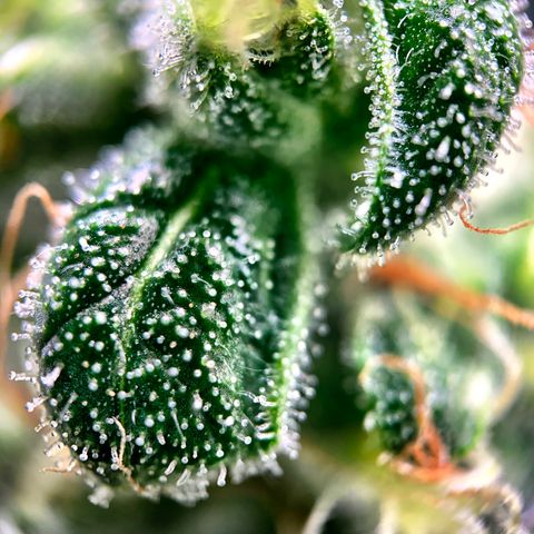 White Window growlog timeline photo