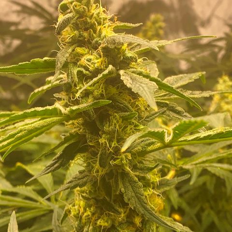 White Window growlog timeline photo