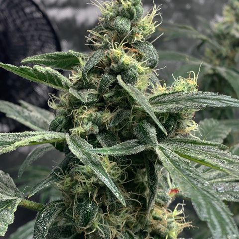 White Window growlog timeline photo