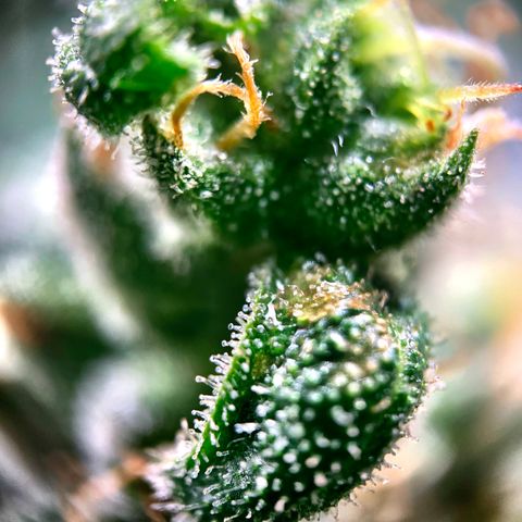 White Window growlog timeline photo