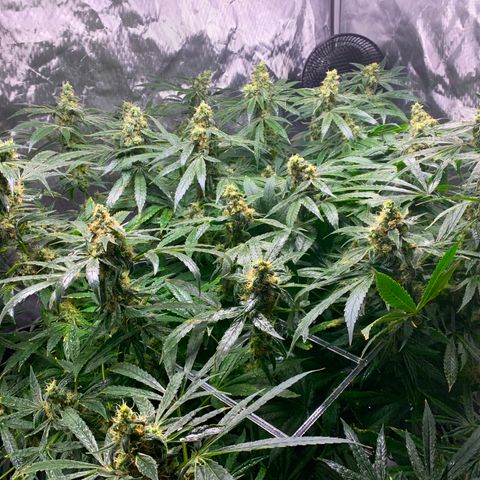 White Window growlog timeline photo