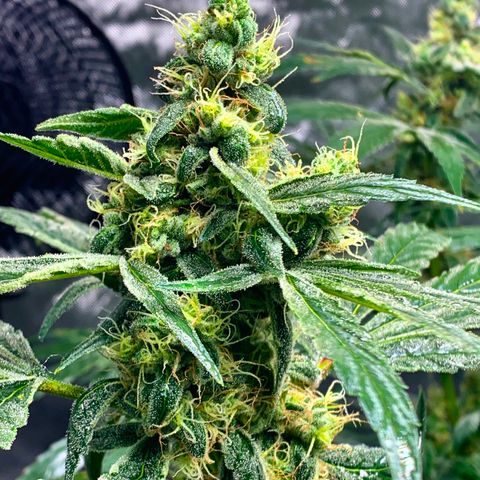 White Window growlog timeline photo