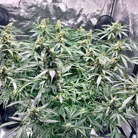 White Window growlog timeline photo