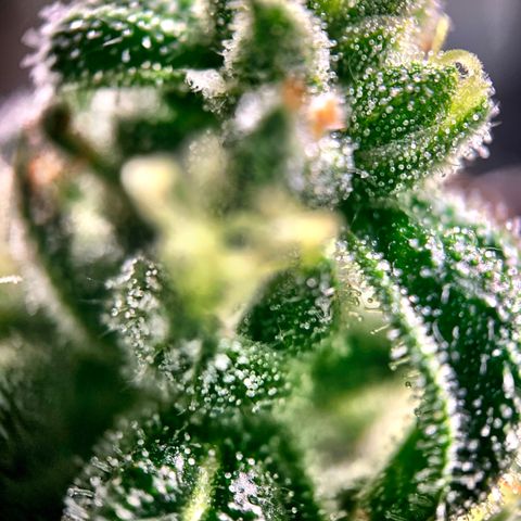 White Window growlog timeline photo