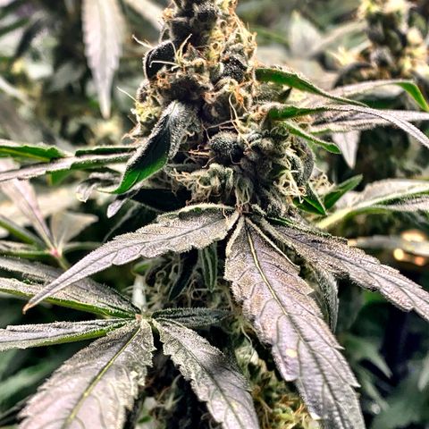 White Window growlog timeline photo