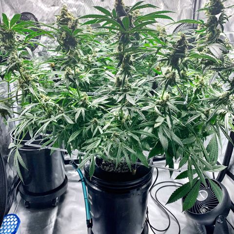 White Window growlog timeline photo
