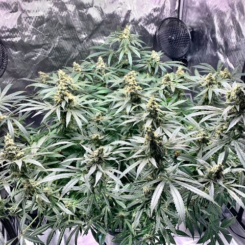 White Window growlog timeline photo