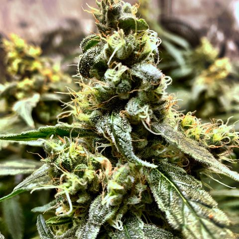 White Window growlog timeline photo