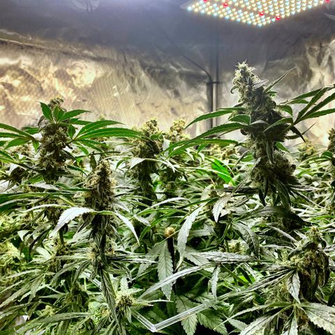 White Window growlog timeline photo