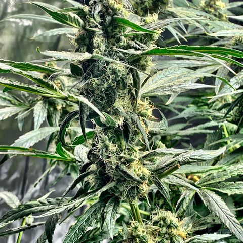 White Window growlog timeline photo
