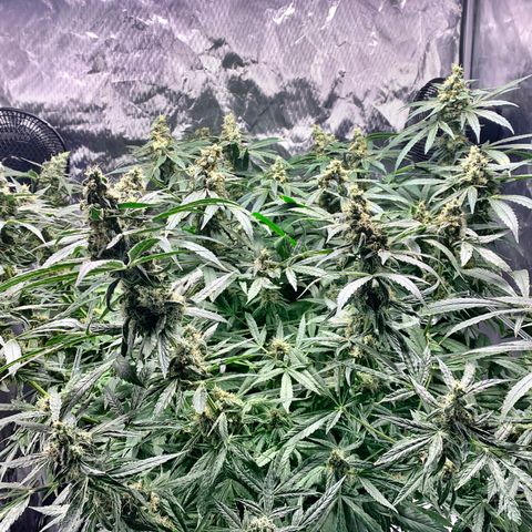 White Window growlog timeline photo