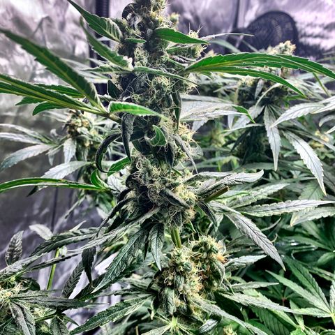 White Window growlog timeline photo