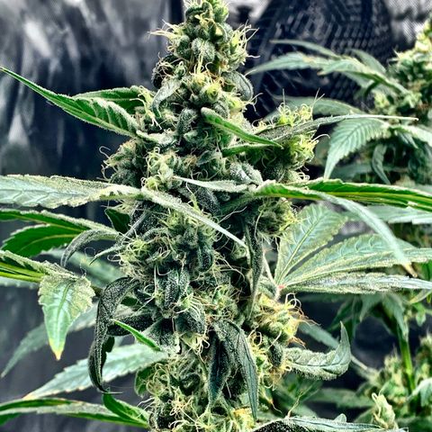 White Window growlog timeline photo