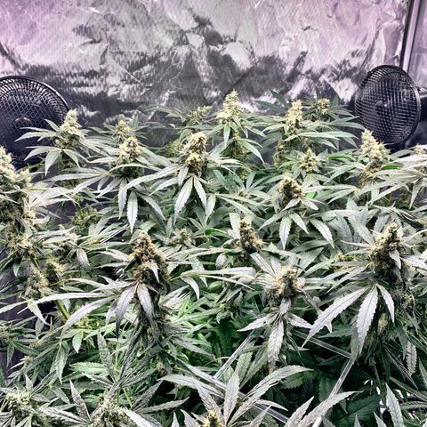 White Window growlog timeline photo