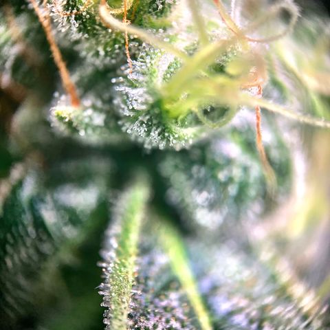 White Window growlog timeline photo