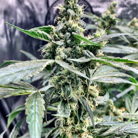 White Window growlog timeline photo