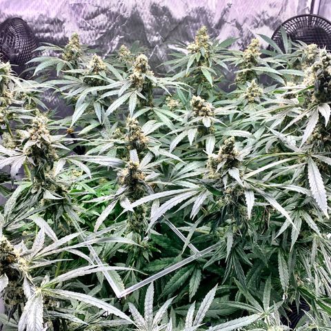White Window growlog timeline photo