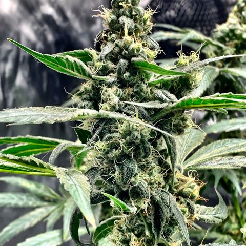 White Window growlog timeline photo