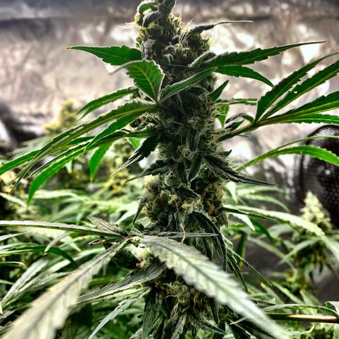 White Window growlog timeline photo