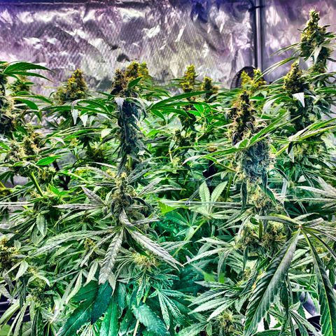 White Window growlog timeline photo