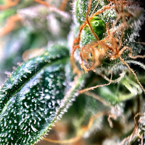 White Window growlog timeline photo