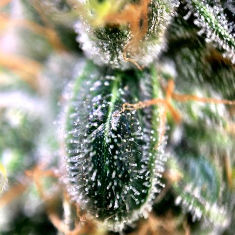 White Window growlog timeline photo