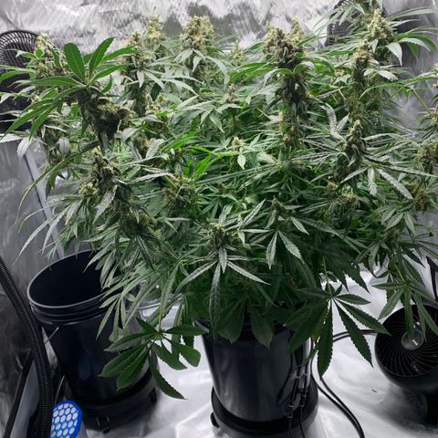 White Window growlog timeline photo