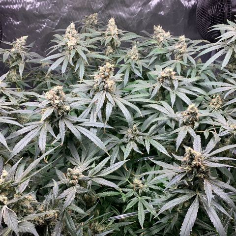 White Window growlog timeline photo