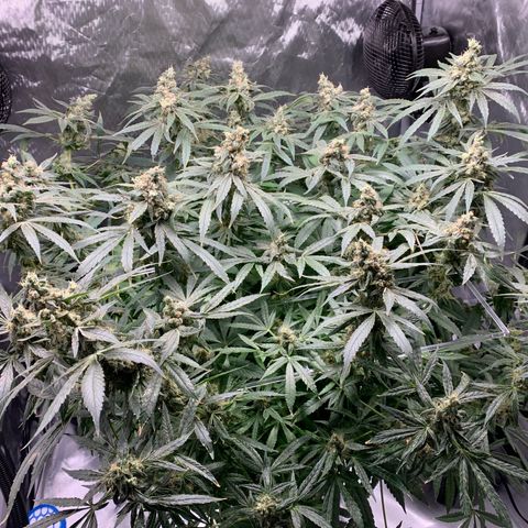 White Window growlog timeline photo