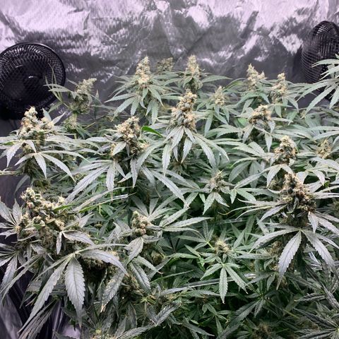 White Window growlog timeline photo